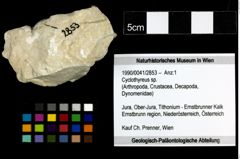 Foto (Objekt + Etiketten) von Cyclothyreus sp. 